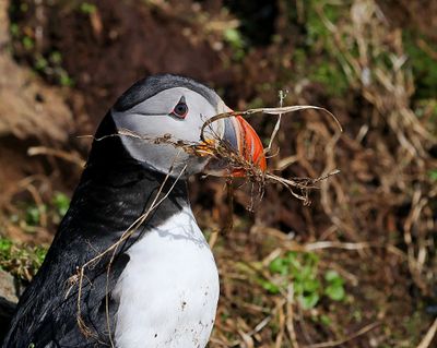 Papegaaiduiker (Atlantic Puffin)