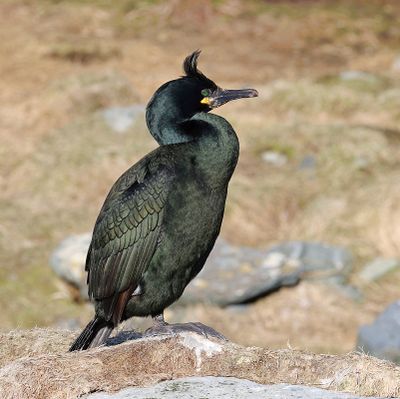 Kuifaalscholver (European Shag)
