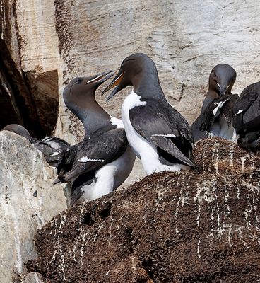 Kortbekzeekoet (Brünnich's Guillemot)
