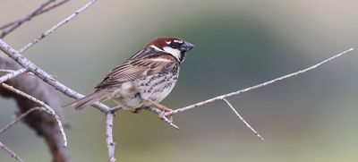 Spaanse Mus (Spanish Sparrow)
