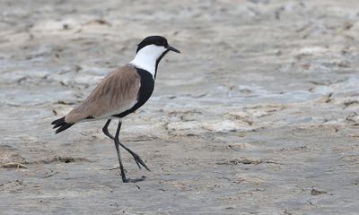 Sporenkievit (Spur-winged Lapwing)