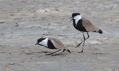 Sporenkieviten (Spur-winged Lapwings)