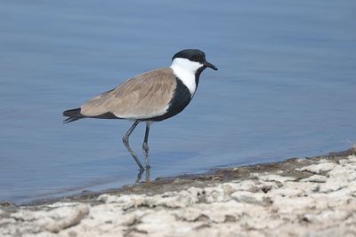 Sporenkievit (Spur-winged Lapwing)