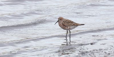 Krombekstrandloper (Curlew Sandpiper)