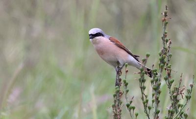 Grauwe Klauwier (Red-backed Shrike)