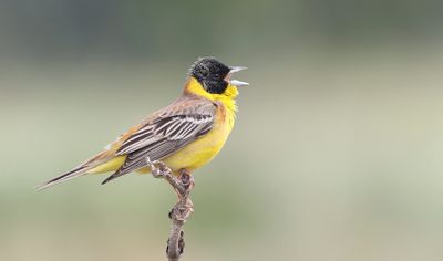 Zwartkopgors (Black-headed Bunting)