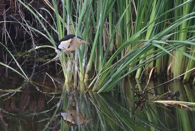 Woudaap (Little Bittern)