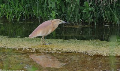 Ralreiger (Squacco Heron)
