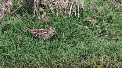 Poelsnip (Great Snipe)