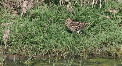 Poelsnip (Great Snipe)