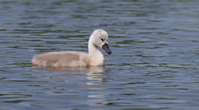 Knobbelzwaan (Mute Swan)