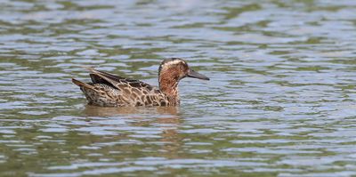 Zomertaling (Garganey)