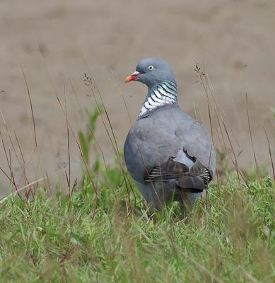 Houtduif (Common Wood Pigeon)