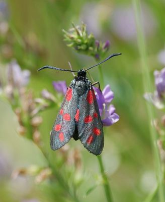 Vlinders (Butterflies)