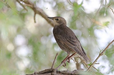 Spreeuw (Common Starling)