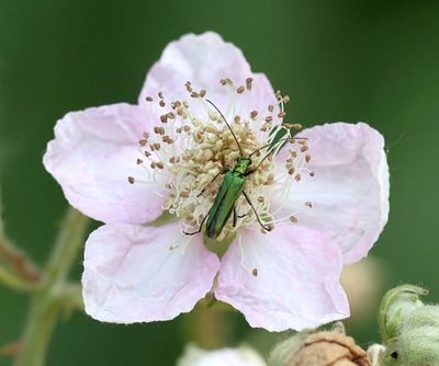 Insekten (Insects )