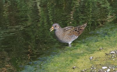 Porseleinhoen (Spotted Crake)