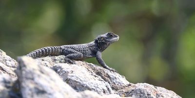 Hardoen (Starred Agama)