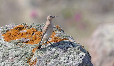 Izabeltapuit (Isabelline Wheatear)
