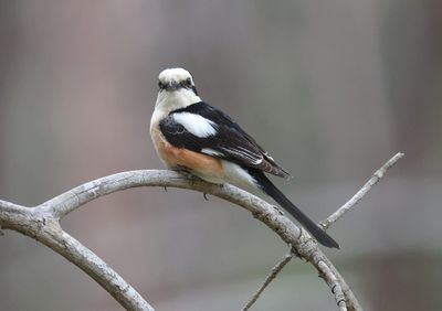 Maskerklauwier (Masked Shrike)