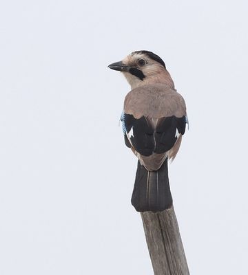 Gaai (Eurasian Jay)