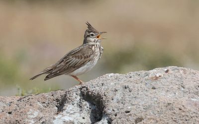 Kuifleeuwerik (Crested Lark)