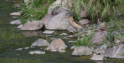 Woudaap (Little Bittern)