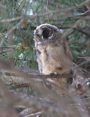 Ransuil (Long-eared Owl)