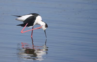 Steltkluut (Black-winged Stilt)