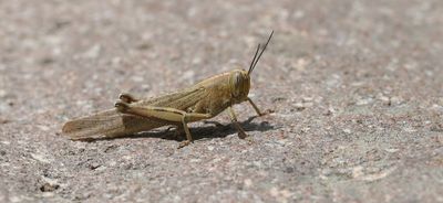 Egyptische- of Bloemkoolsprinkhaan (Anacridium aegyptium) - Egyptian Locust