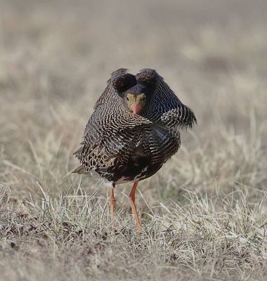 Kemphaan (Ruff)