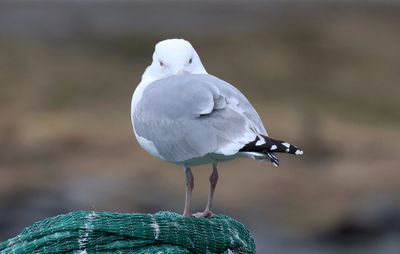 Zilvermeeuw (Herring Gull)