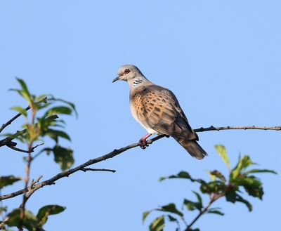 Zomertortel (Turtle Dove)
