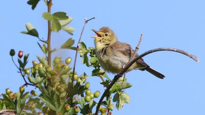Orpheusspotvogel (Melodious Warbler)