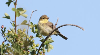 Orpheusspotvogel (Melodious Warbler)