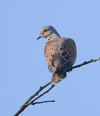 Zomertortel (Turtle Dove)