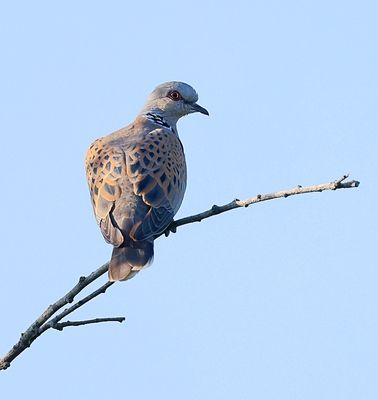 Zomertortel (Turtle Dove)
