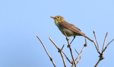 Orpheusspotvogel (Melodious Warbler)
