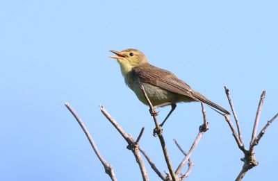 Orpheusspotvogel (Melodious Warbler)