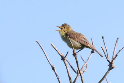 Orpheusspotvogel (Melodious Warbler)