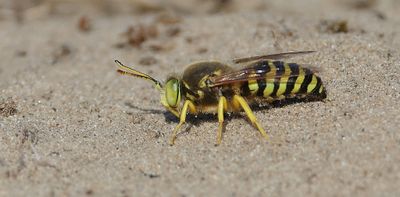 Harkwesp (Bembix rostrata)