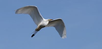 Grote Zilverreiger (Western Great Egret)