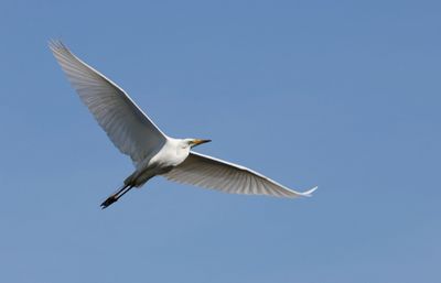 Grote Zilverreiger (Western Great Egret)