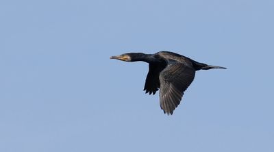 Aalscholver (Great Cormorant)