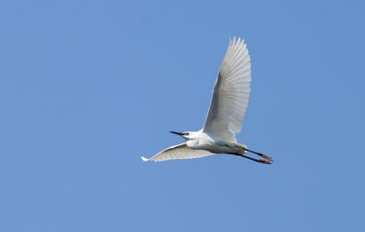 Kleine Zilverreiger (Little Egret)