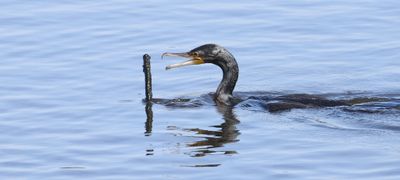 Aalscholver (Great Cormorant)