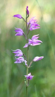 Rood Bosvogeltje (Red Helleborine)