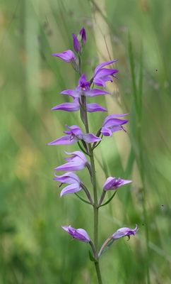 Rood Bosvogeltje (Red Helleborine)