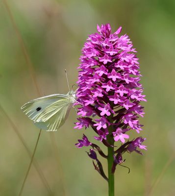 Hondskruid (Anachamptis pyramidalis) - Pyramidal Orchid