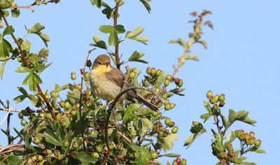 Orpheusspotvogel (Melodious Warbler)